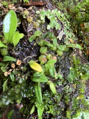 Bulbophyllum pygmaeum