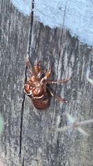 Amphipsalta zelandica