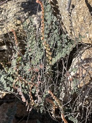 Astrolepis cochisensis