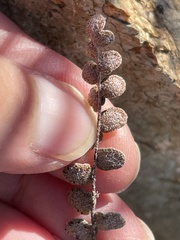 Astrolepis cochisensis