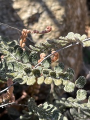 Astrolepis cochisensis