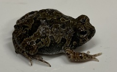 Physalaemus biligonigerus