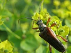 Stenocorus meridianus