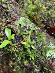 Bulbophyllum pygmaeum