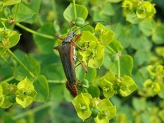 Stenocorus meridianus