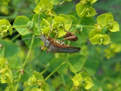 Stenocorus meridianus