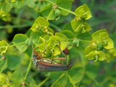 Stenocorus meridianus