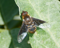Paravilla separata