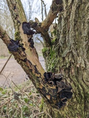 Auricularia auricula-judae