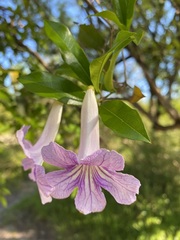 Bignonia callistegioides