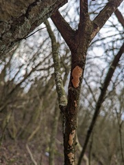 Fungi
