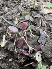 Veronica hederifolia
