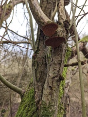 Daedaleopsis confragosa