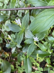 Spigelia humboldtiana
