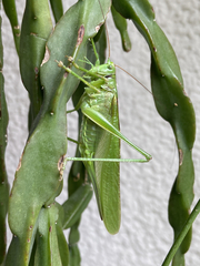 Tettigonia viridissima