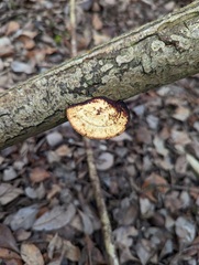 Daedaleopsis confragosa