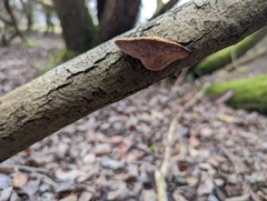 Daedaleopsis confragosa
