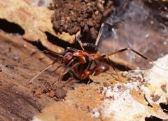 Leptomyrmex cnemidatus