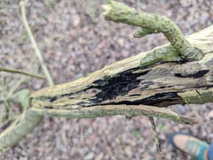 Chaetosphaerella phaeostroma