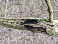 Chaetosphaerella phaeostroma