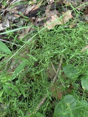 Galium obtusum