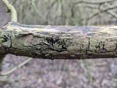 Chaetosphaerella phaeostroma