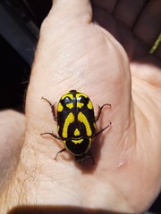 Chlorobapta frontalis