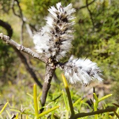 Petrophile sessilis