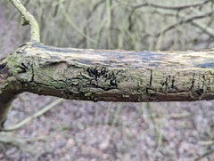 Chaetosphaerella phaeostroma