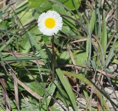 Erigeron procumbens