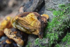 Inonotus cuticularis