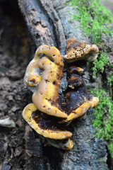 Inonotus cuticularis