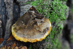 Inonotus cuticularis