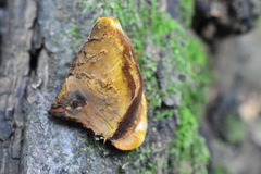 Inonotus cuticularis