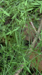 Galium obtusum