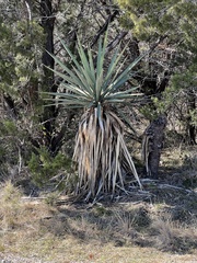 Yucca treculiana