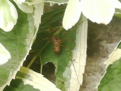 Scytodes globula