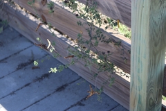 Prosopis reptans