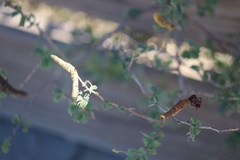 Prosopis reptans