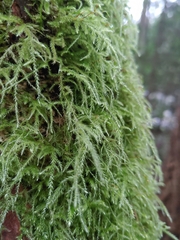 Pseudisothecium stoloniferum