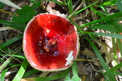 Russula lepida