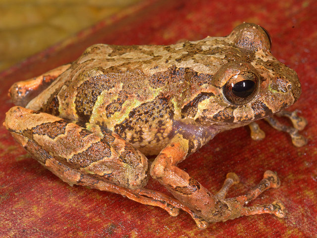 Santa Isabel Robber Frog