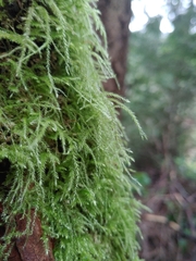 Pseudisothecium stoloniferum