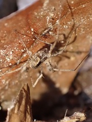 Protolophus singularis