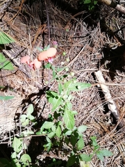 Macroptilium gibbosifolium