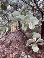 Arctostaphylos viscida mariposa