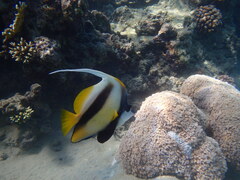 Heniochus intermedius