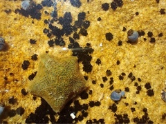Asterinidae