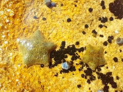 Asterinidae