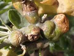 Asphondylia atriplicis